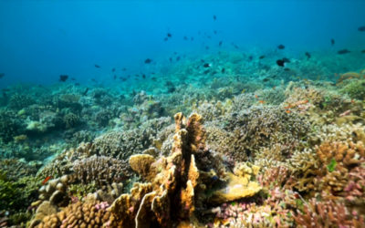 Slowing down ocean acidification