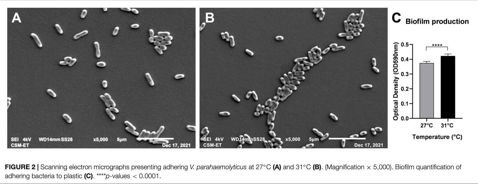 Vibrio