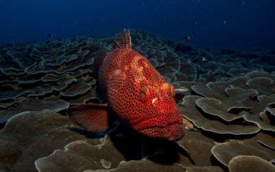 The tropical fish worth their weight in gold