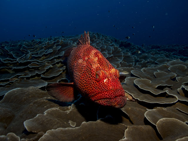 The tropical fish worth their weight in gold